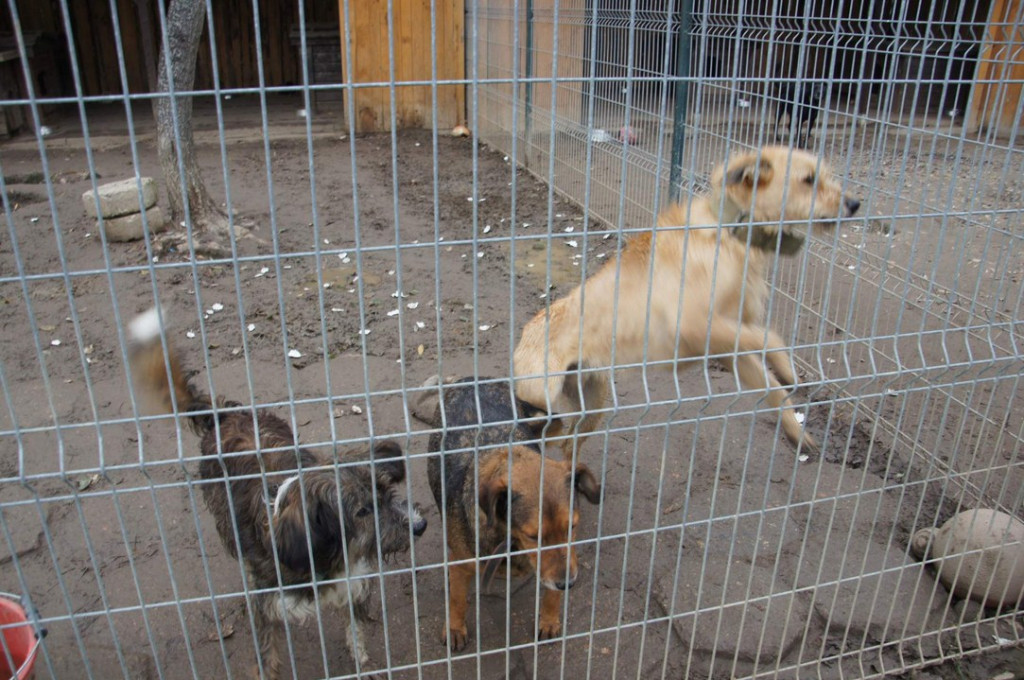 ŚWIATOWY DZIEŃ ZWIERZĄT