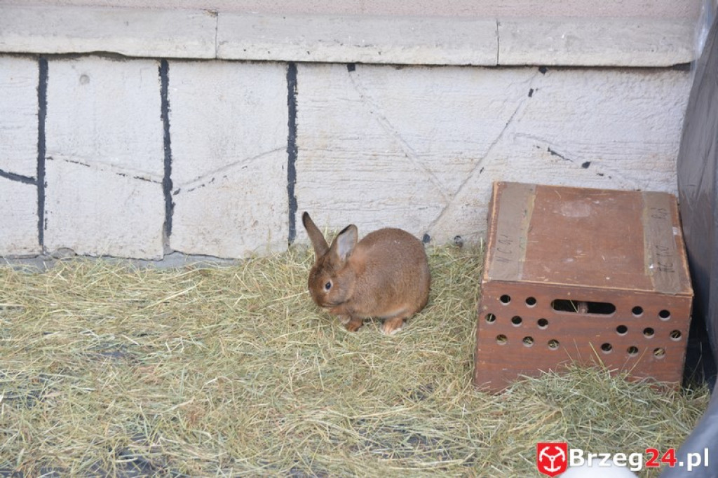 IV Orszak Trzech Króli w Brzegu [fotorelacja]
