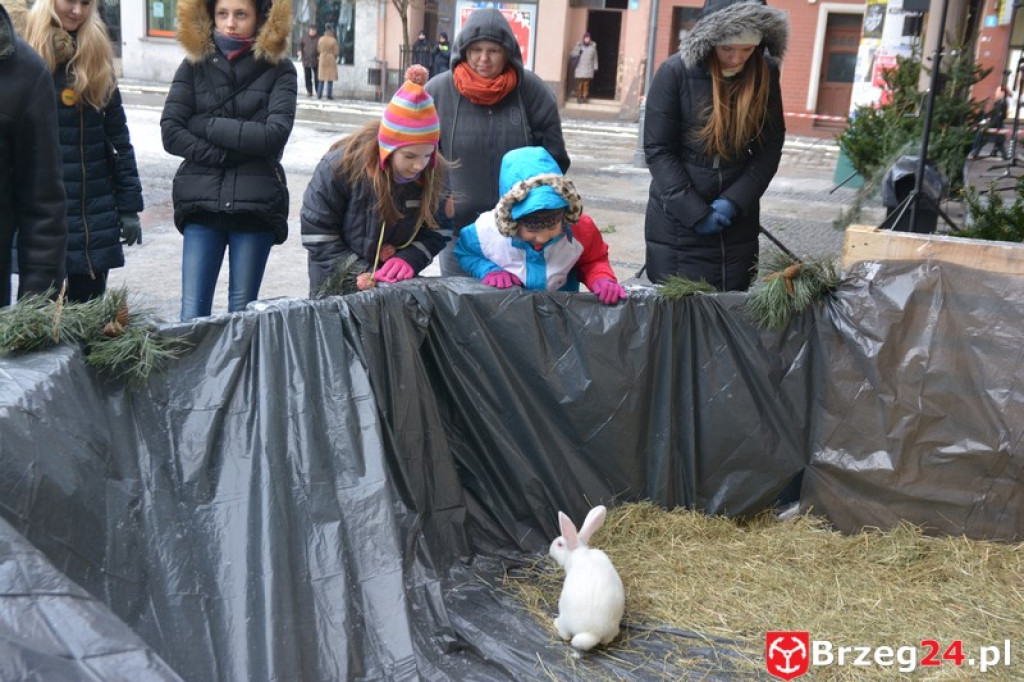 IV Orszak Trzech Króli w Brzegu [fotorelacja]