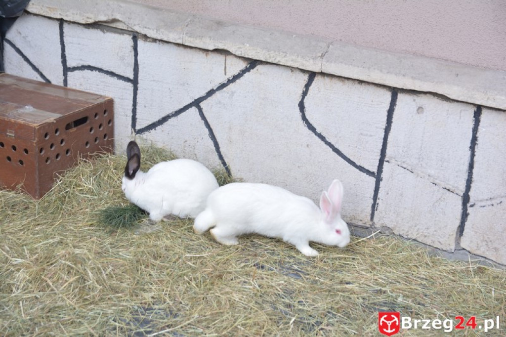 IV Orszak Trzech Króli w Brzegu [fotorelacja]