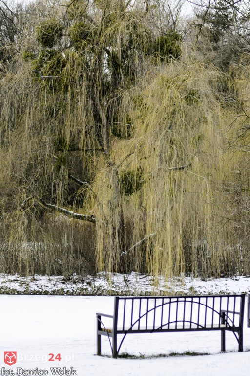 Brzeg zimą cz. 2 - brzeskie parki i 