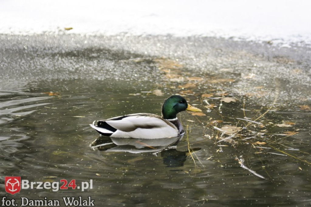 Brzeg zimą cz. 2 - brzeskie parki i 