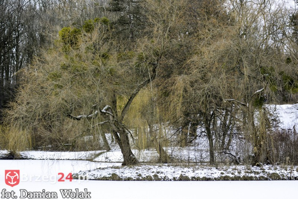 Brzeg zimą cz. 2 - brzeskie parki i 