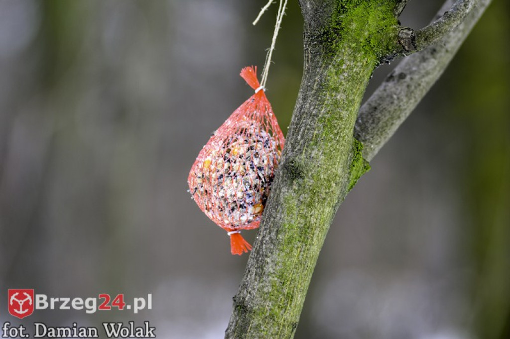 Brzeg zimą cz. 2 - brzeskie parki i 