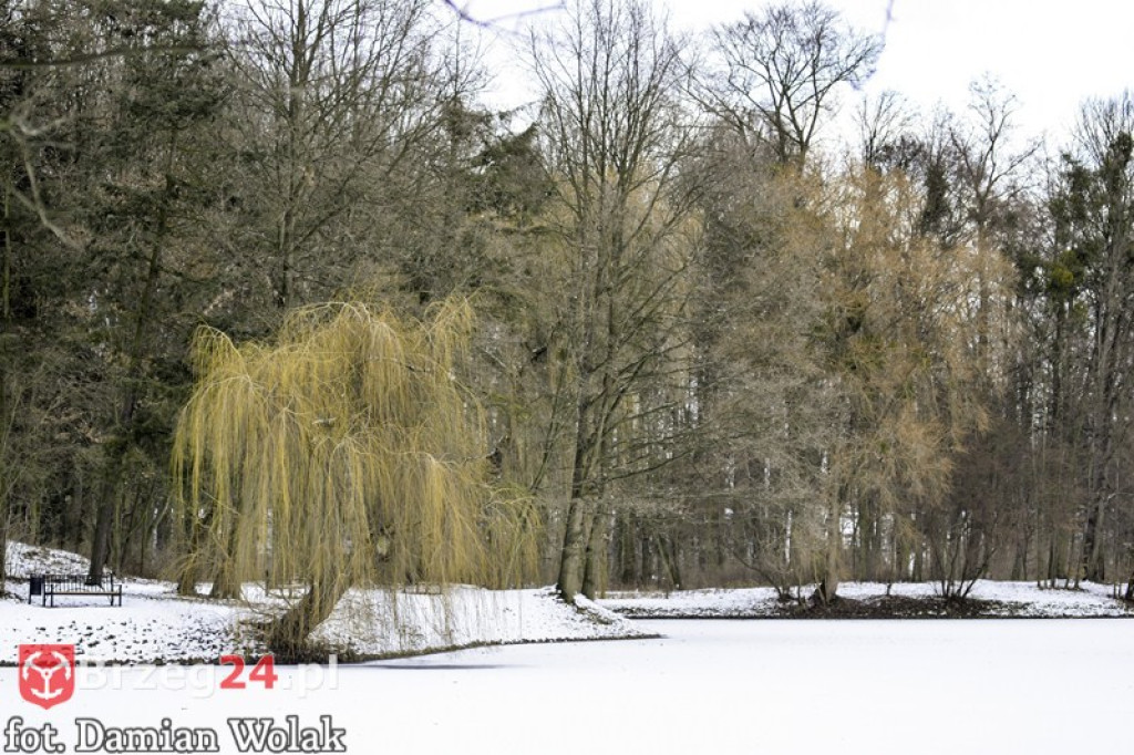 Brzeg zimą cz. 2 - brzeskie parki i 