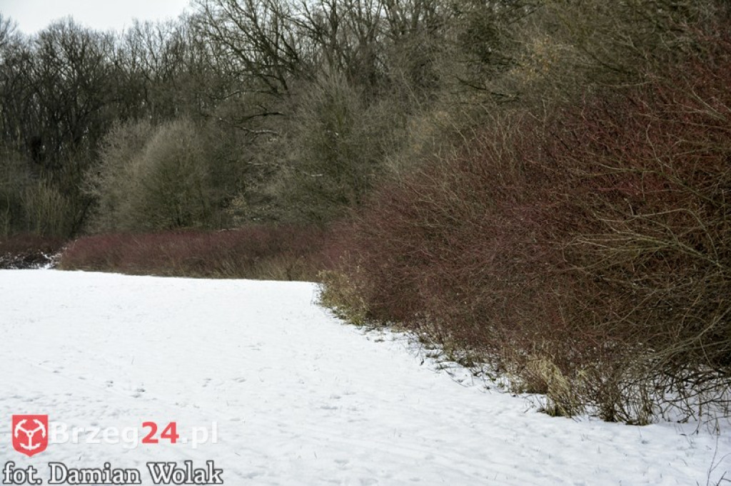 Brzeg zimą cz. 2 - brzeskie parki i 