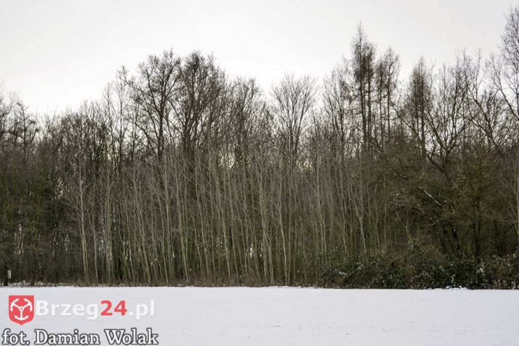 Brzeg zimą cz. 2 - brzeskie parki i 