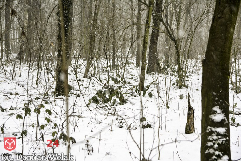 Brzeg zimą cz. 2 - brzeskie parki i 