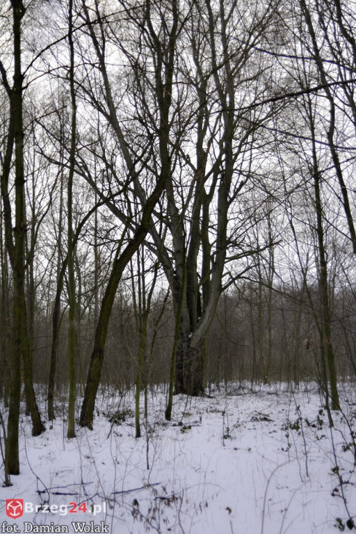 Brzeg zimą cz. 2 - brzeskie parki i 