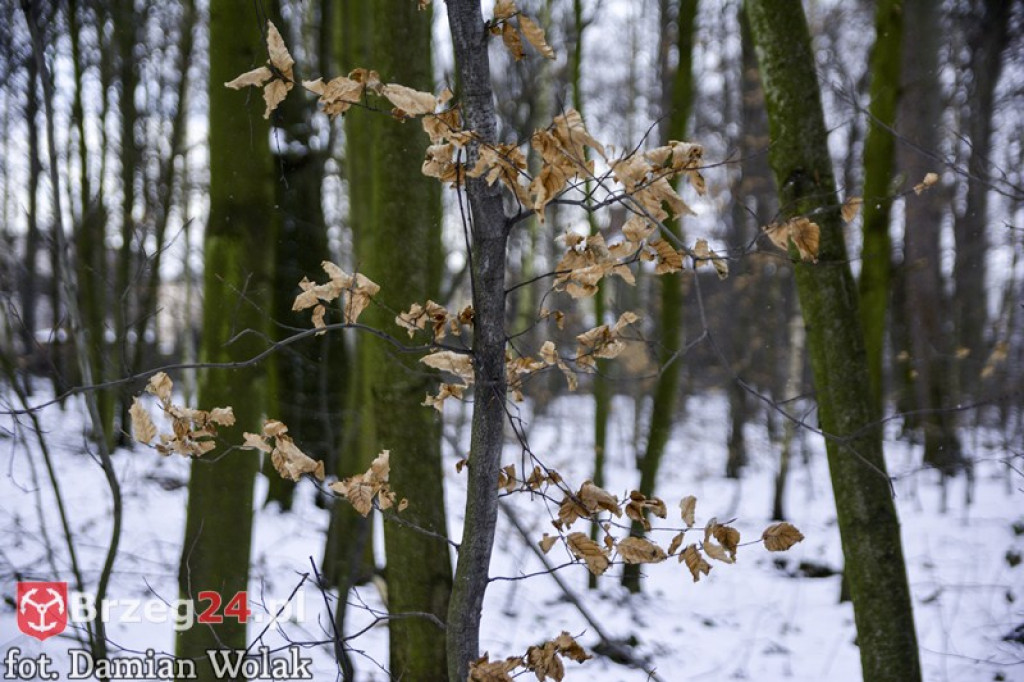 Brzeg zimą cz. 2 - brzeskie parki i 