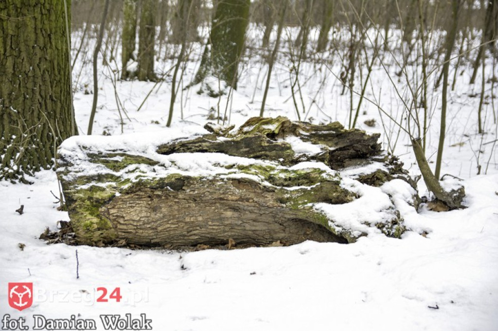 Brzeg zimą cz. 2 - brzeskie parki i 