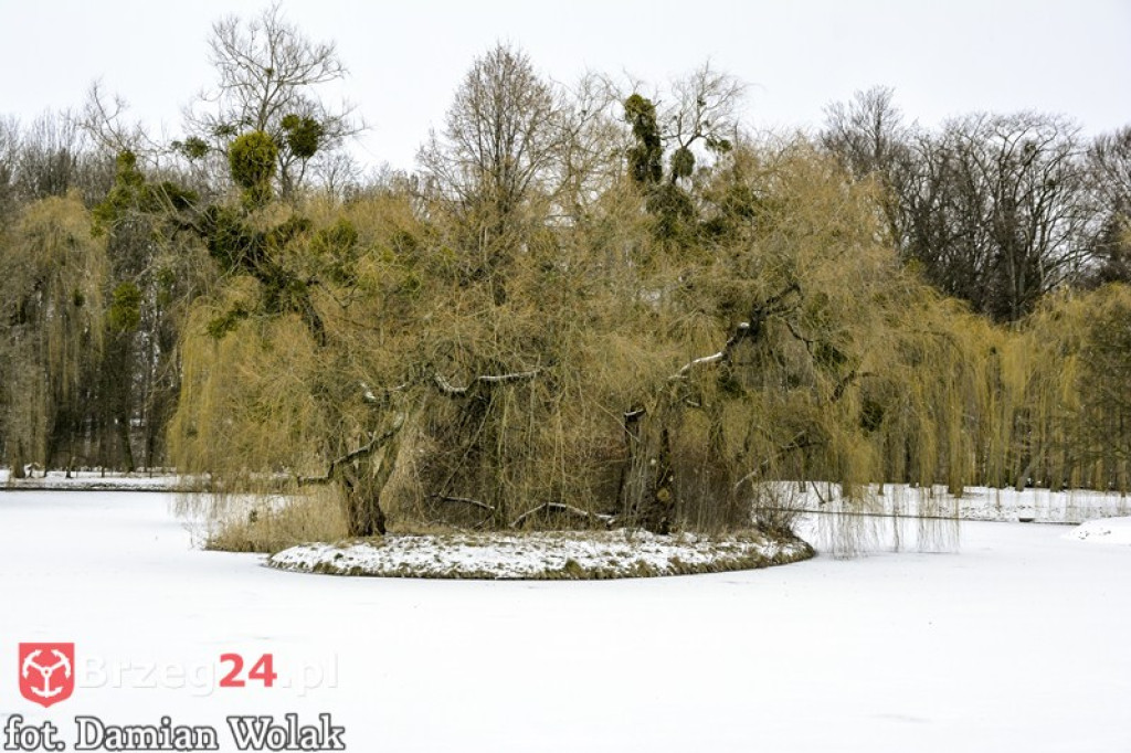 Brzeg zimą cz. 2 - brzeskie parki i 
