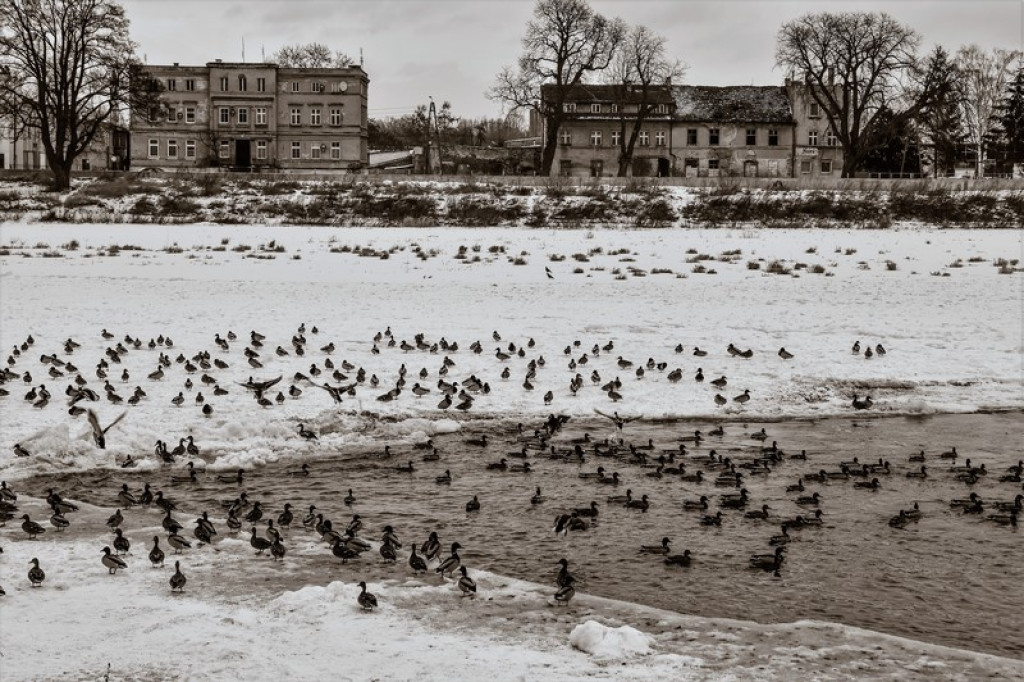 Uwaga na oblodzenia! Ostrzeżenia synoptyków