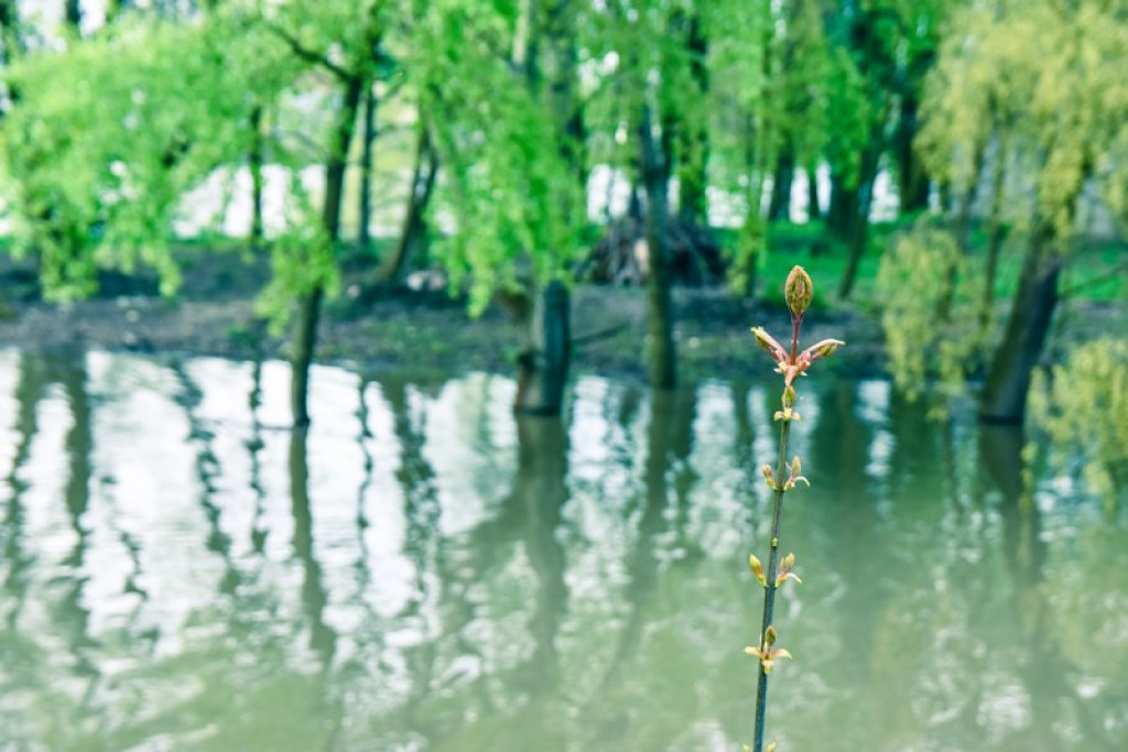 Stan ostrzegawczy z tendencją rosnącą na Odrze w Brzegu