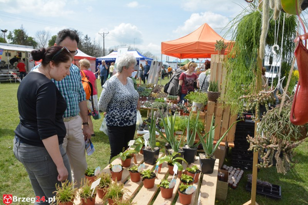 Święto Powiatu Brzeskiego dzień 1. [fotorelacja]