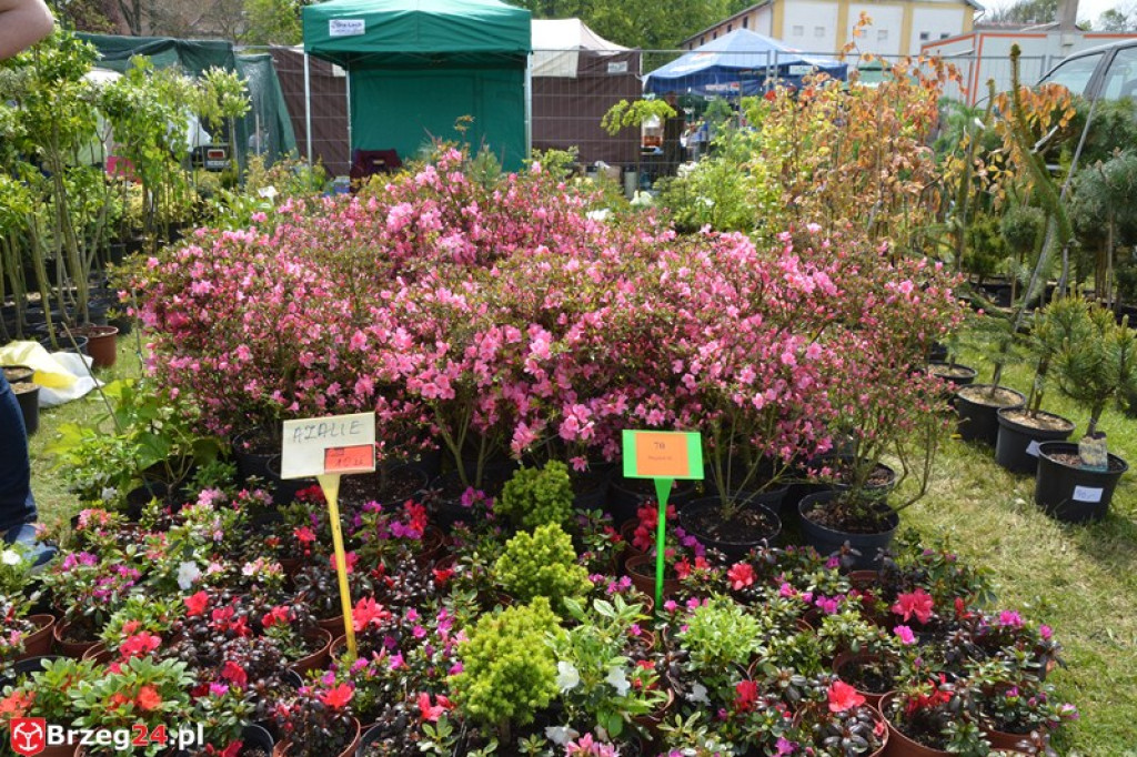 Święto Powiatu Brzeskiego dzień 1. [fotorelacja]