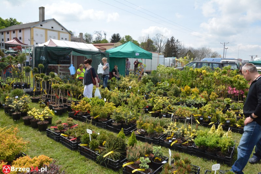 Święto Powiatu Brzeskiego dzień 1. [fotorelacja]