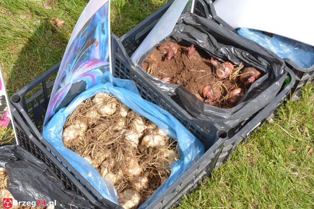 Święto Powiatu Brzeskiego dzień 1. [fotorelacja]