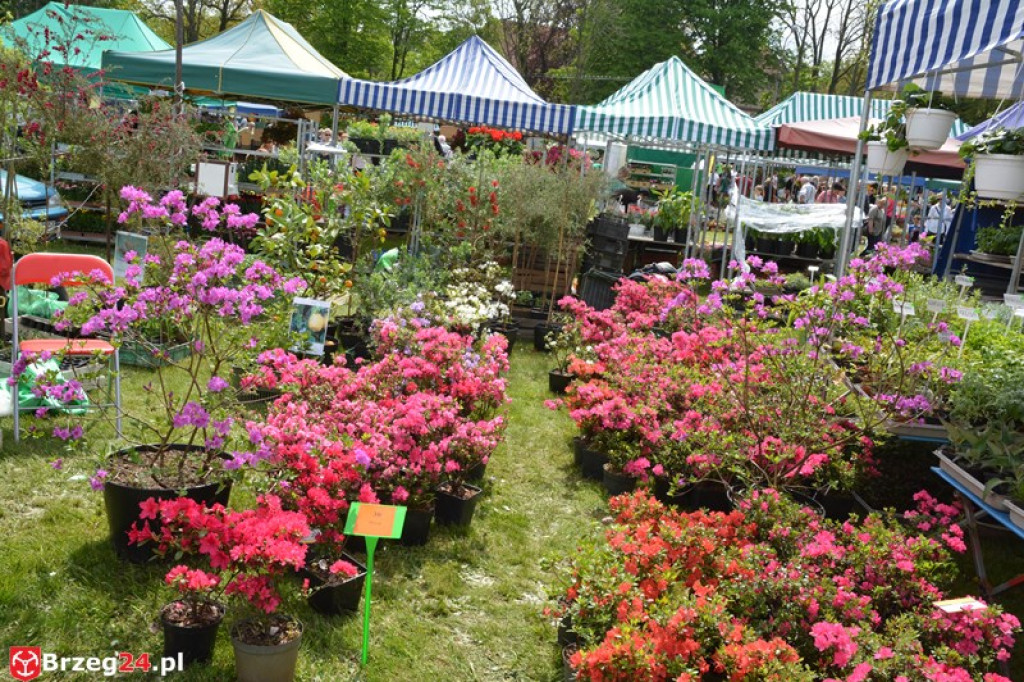 Święto Powiatu Brzeskiego dzień 1. [fotorelacja]