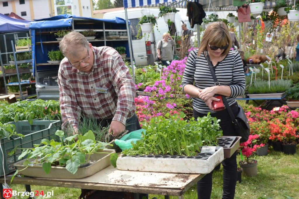 Święto Powiatu Brzeskiego dzień 1. [fotorelacja]