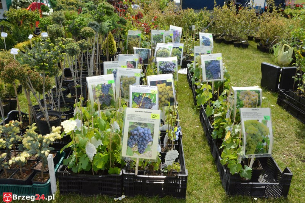 Święto Powiatu Brzeskiego dzień 1. [fotorelacja]