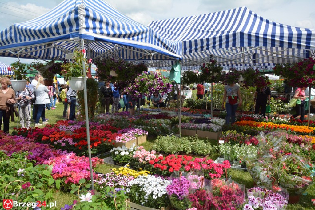 Święto Powiatu Brzeskiego dzień 1. [fotorelacja]