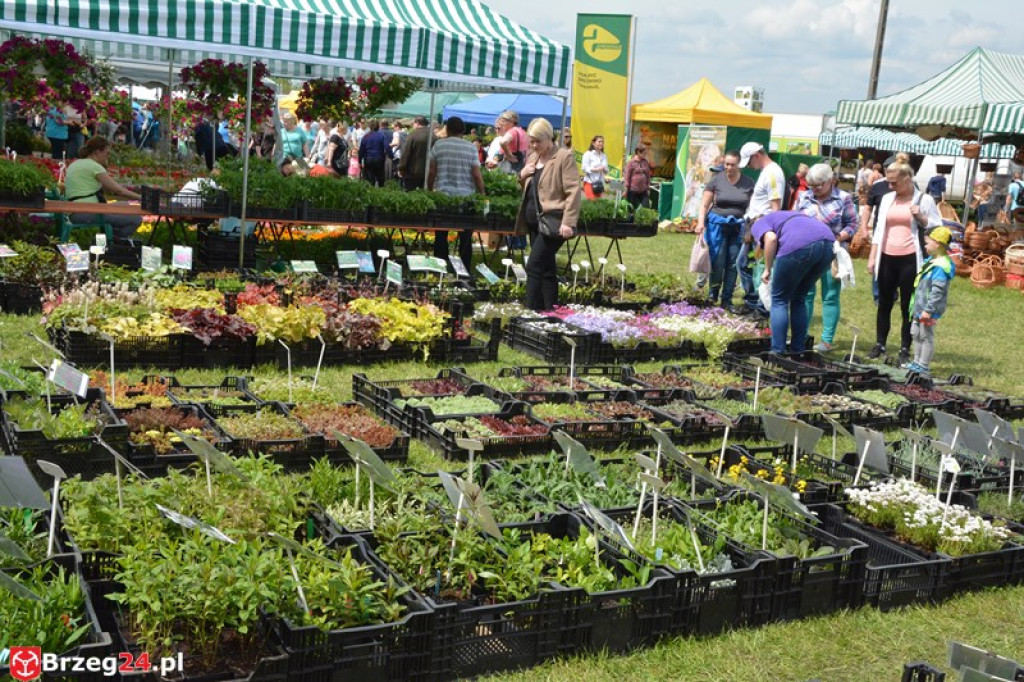 Święto Powiatu Brzeskiego dzień 1. [fotorelacja]