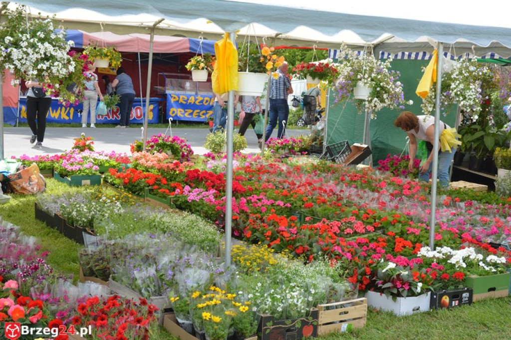 Święto Powiatu Brzeskiego dzień 1. [fotorelacja]