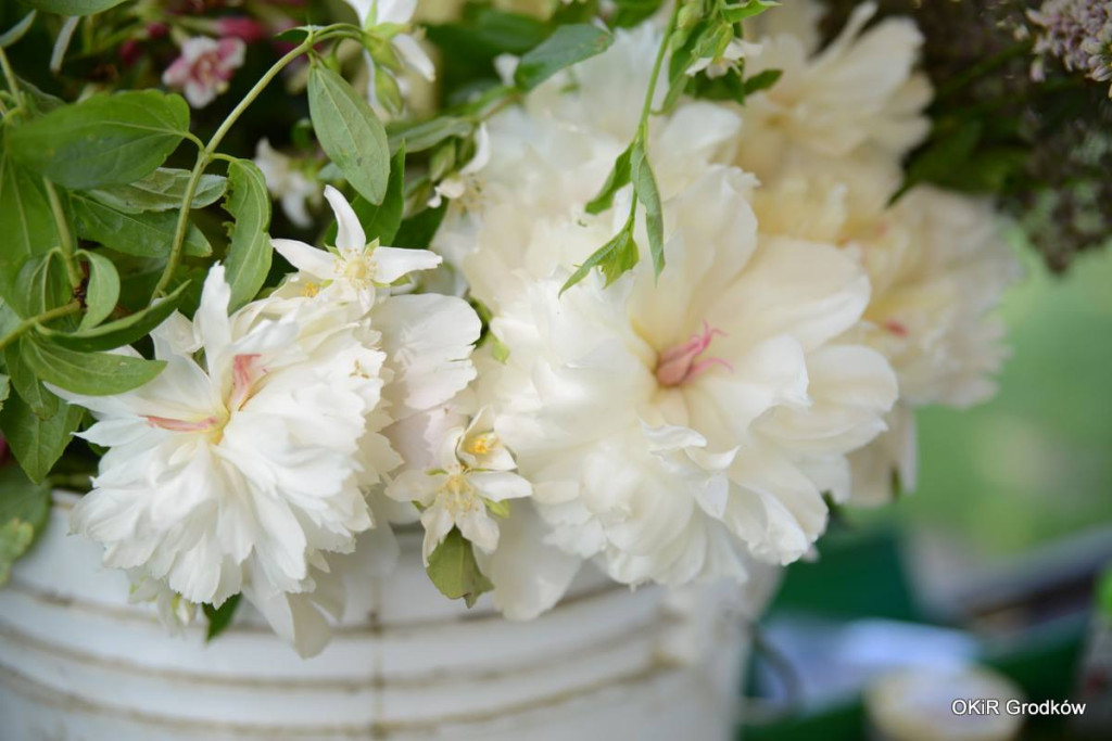 Dni Grodkowa dzień drugi [fotorelacja]