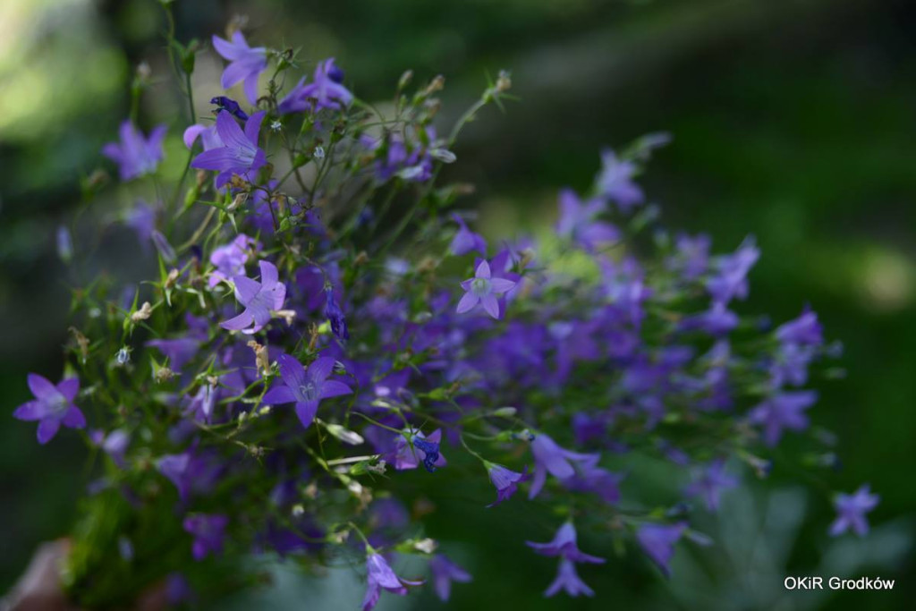 Dni Grodkowa dzień drugi [fotorelacja]