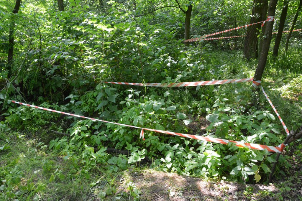 Szukają Żołnierzy Wyklętych