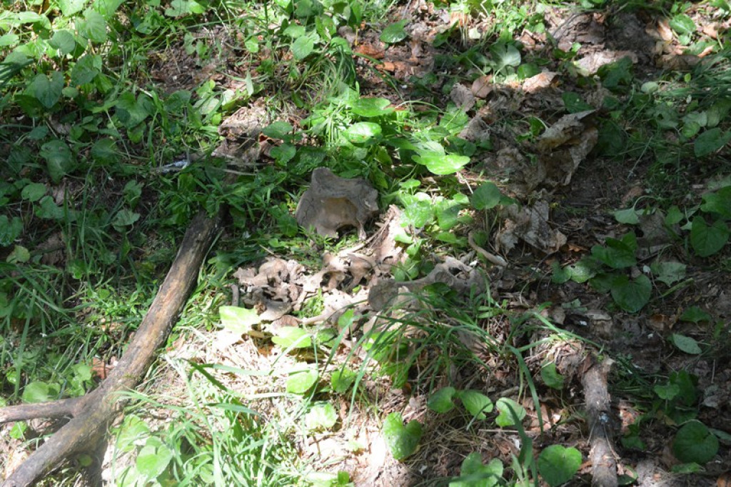 Szukają Żołnierzy Wyklętych