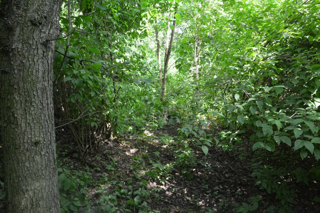 Szukają Żołnierzy Wyklętych