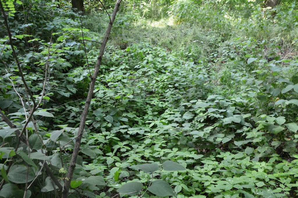 Szukają Żołnierzy Wyklętych