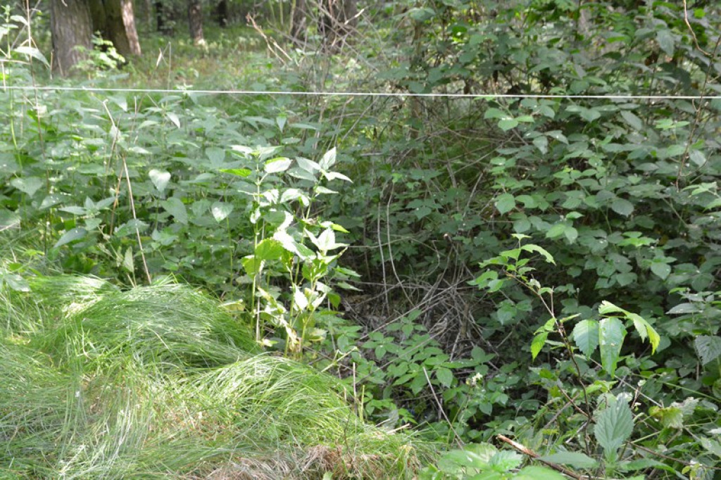 Szukają Żołnierzy Wyklętych