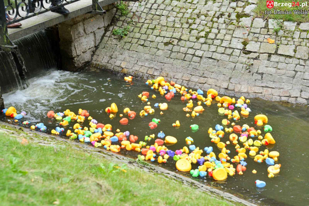 215 kaczek stanęło do wyścigu w Parku Wolności!