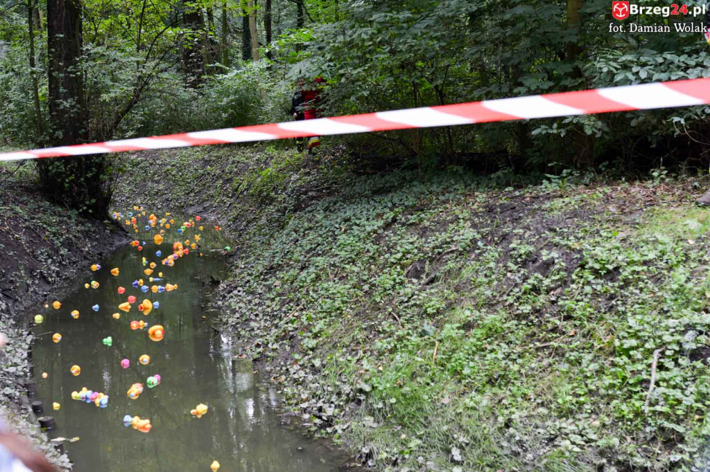 215 kaczek stanęło do wyścigu w Parku Wolności!