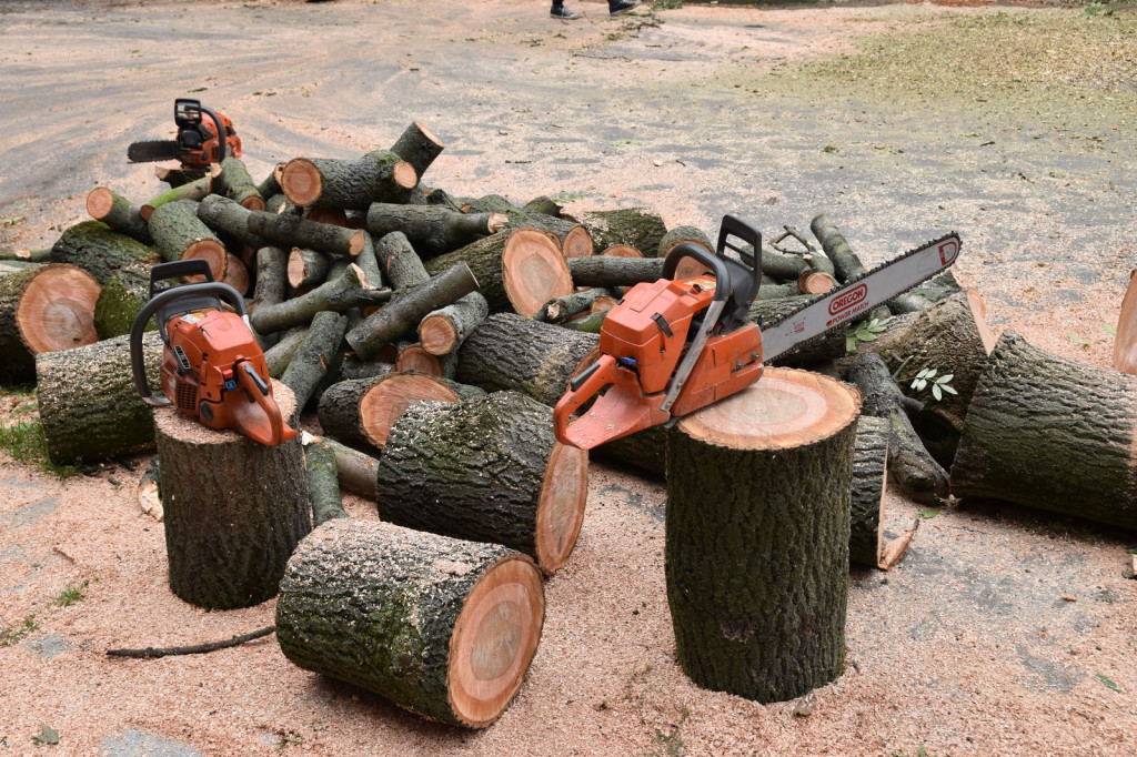 Ruszyła wycinka drzew na ulicy Wolności [zdjęcia]