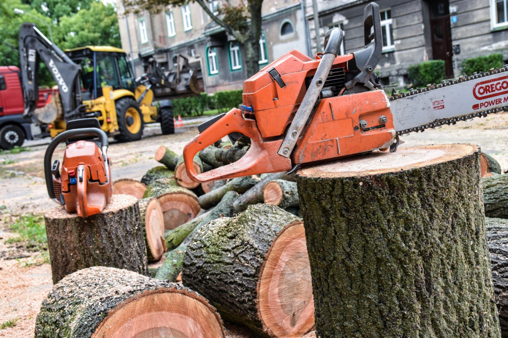 Ruszyła wycinka drzew na ulicy Wolności [zdjęcia]