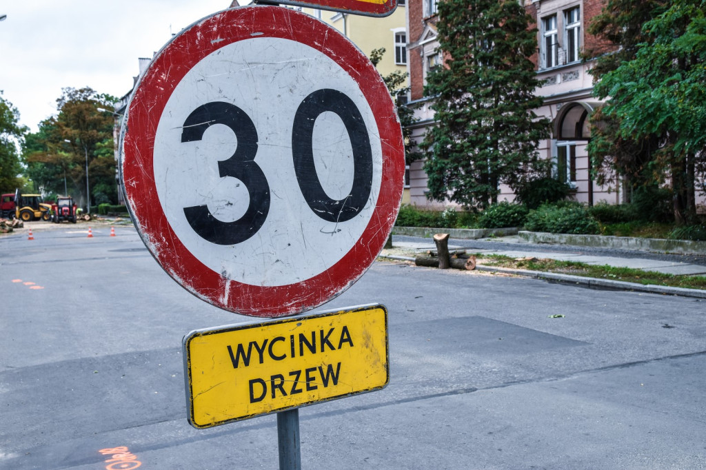 Ruszyła wycinka drzew na ulicy Wolności [zdjęcia]