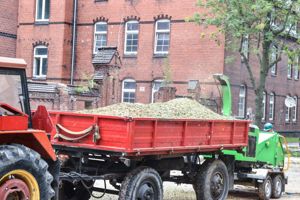 Ruszyła wycinka drzew na ulicy Wolności [zdjęcia]