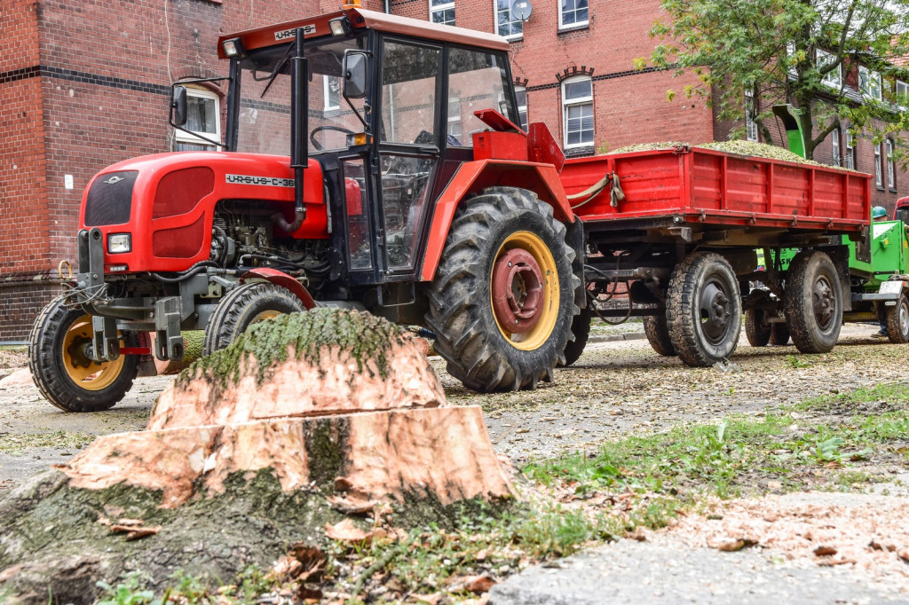 Ruszyła wycinka drzew na ulicy Wolności [zdjęcia]