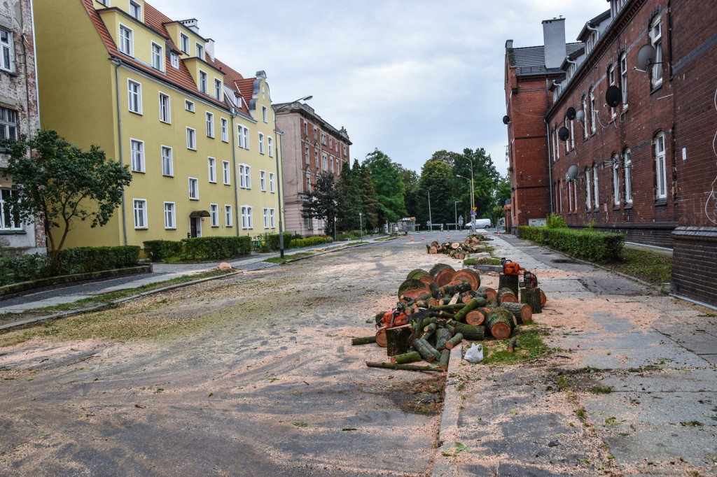 Ruszyła wycinka drzew na ulicy Wolności [zdjęcia]