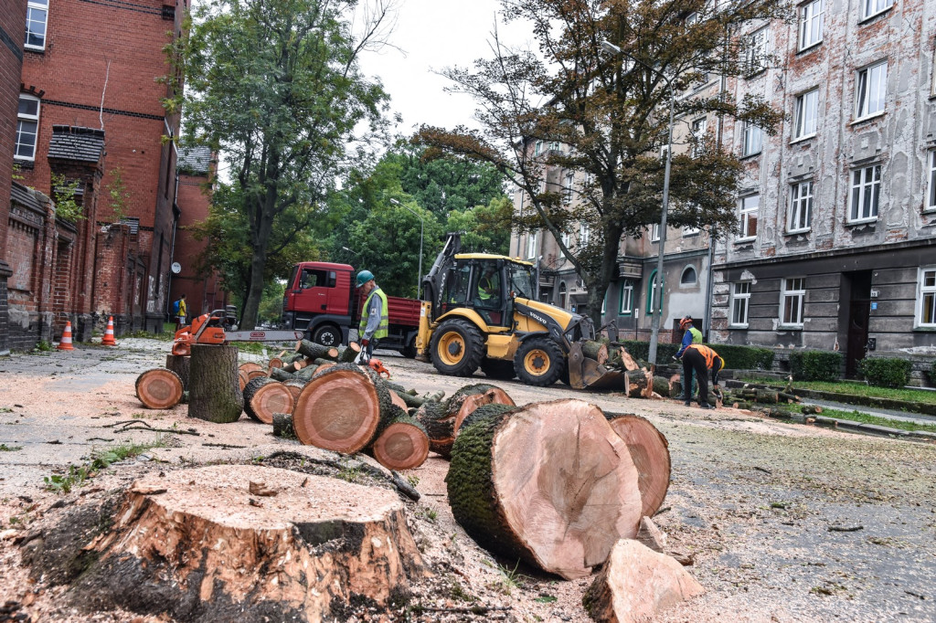 Ruszyła wycinka drzew na ulicy Wolności [zdjęcia]