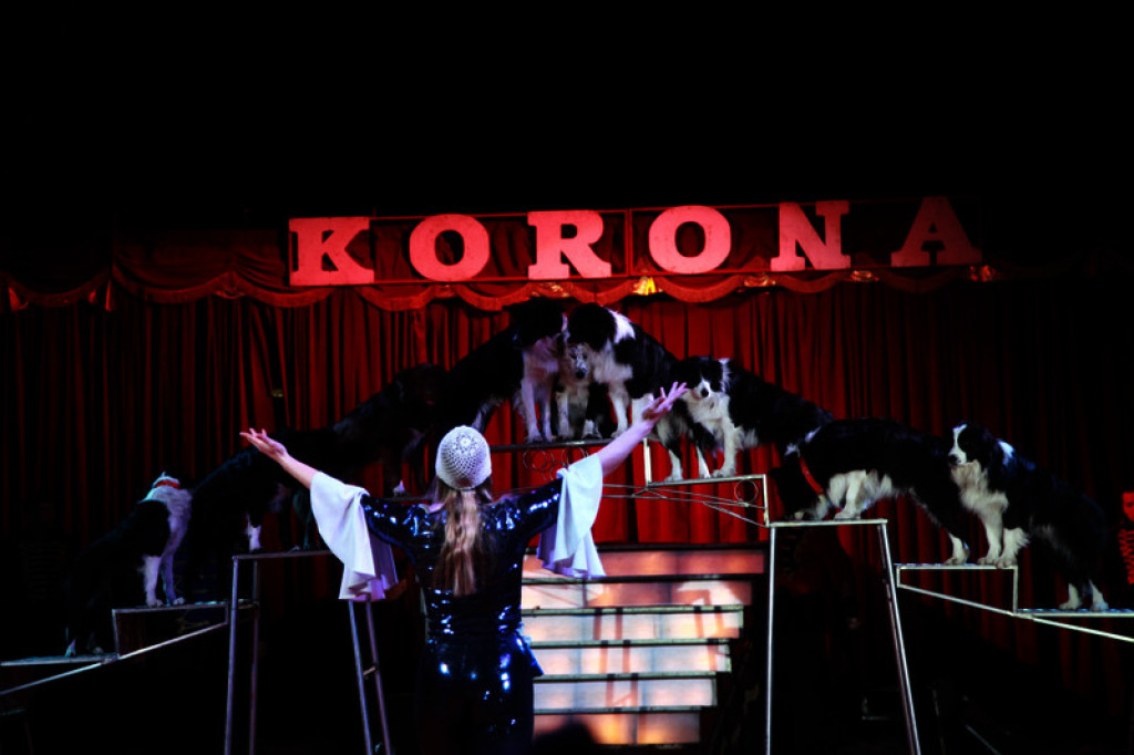 Cyrk Korona przyjedzie do Brzegu. Do wygrania podwójne wejściówki na przedstawienie