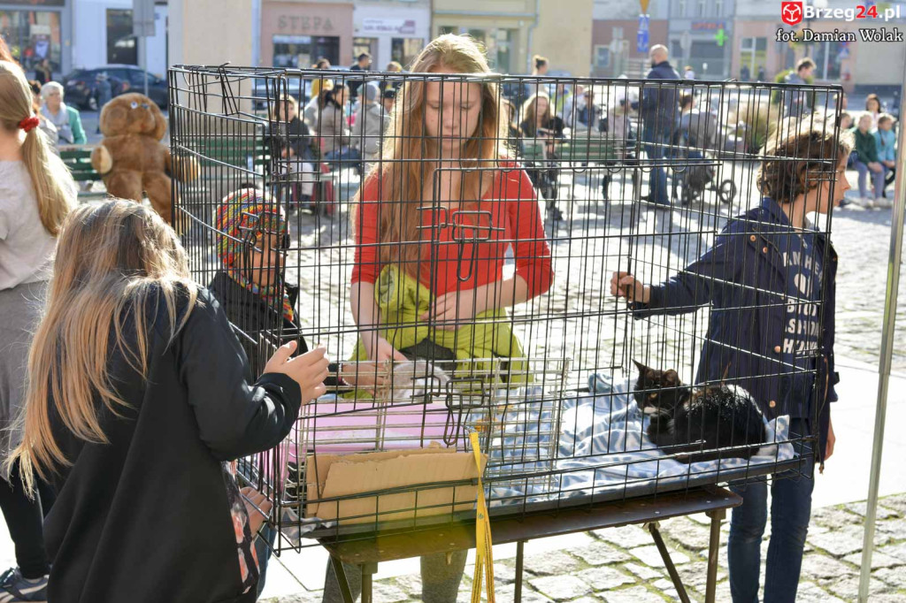 VI piknik rodzinny pn. 