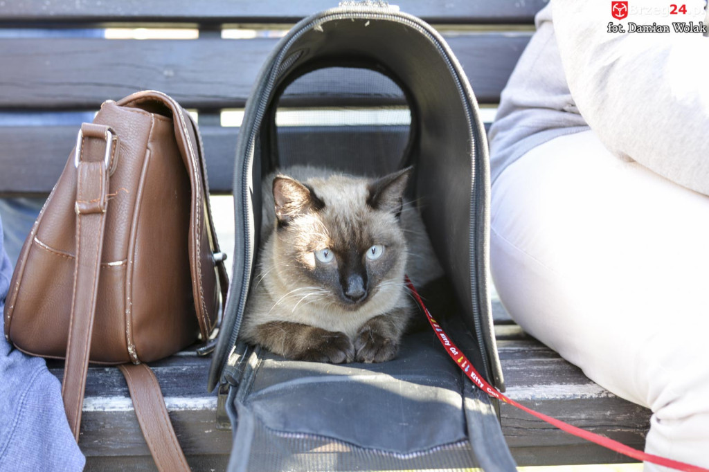 VI piknik rodzinny pn. 