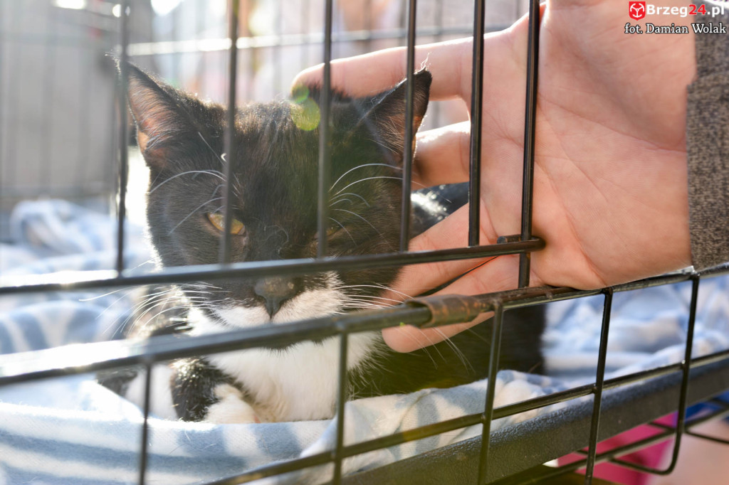 VI piknik rodzinny pn. 