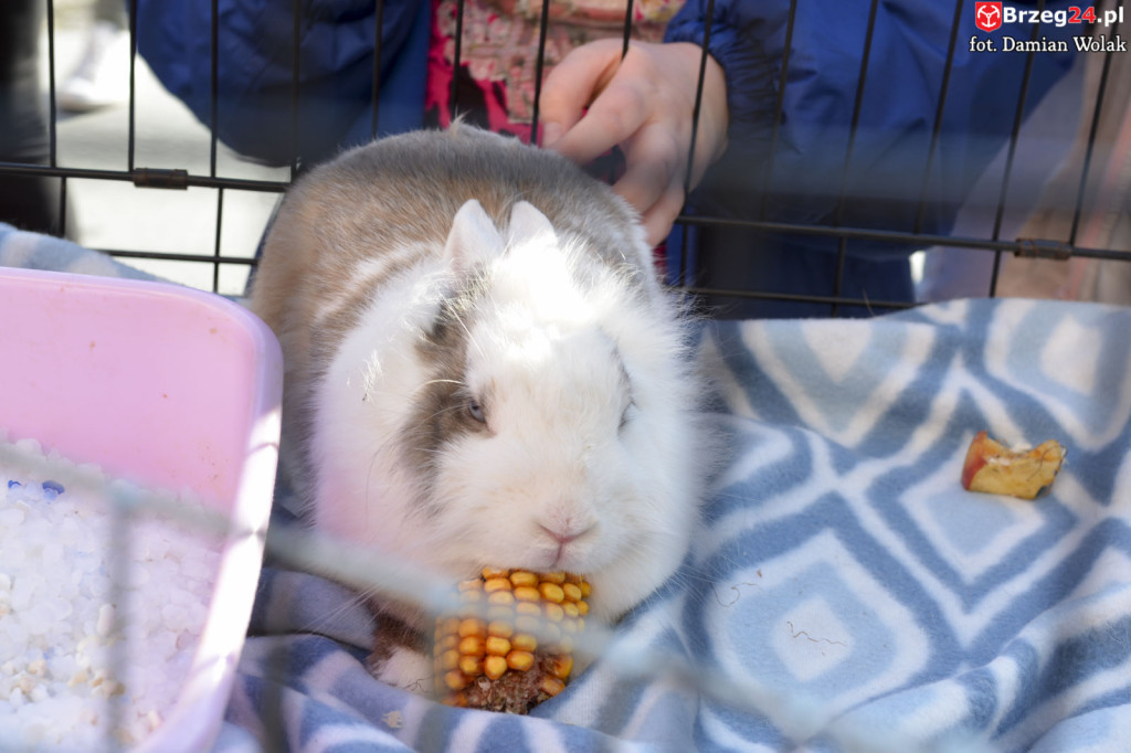 VI piknik rodzinny pn. 