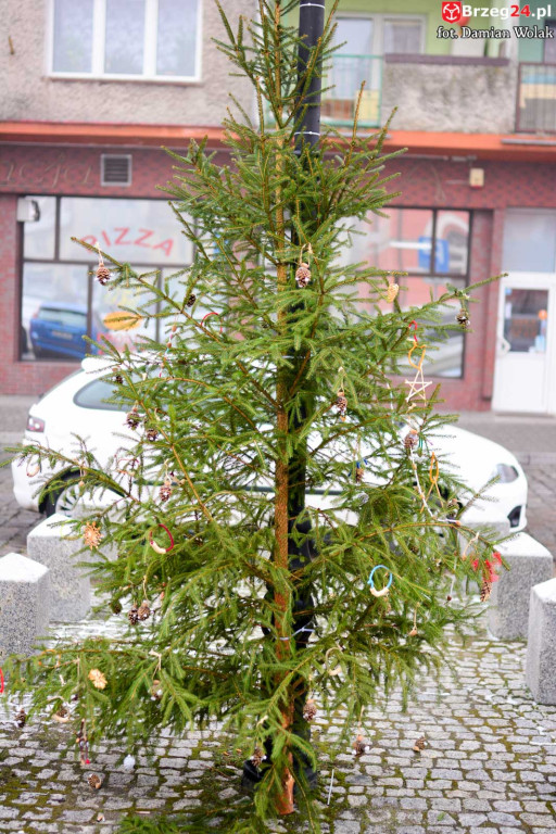 Przedszkolaki i uczniowie udekorowali świąteczne drzewka